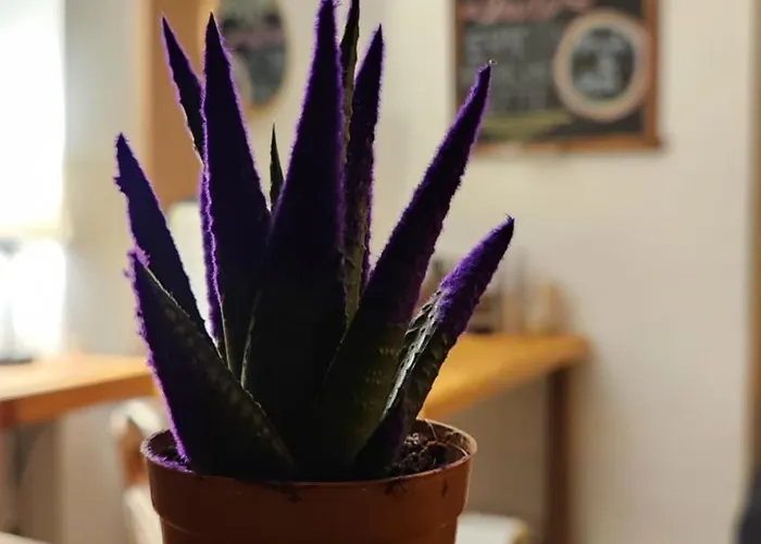 아파트호텔 Irem 말마리스